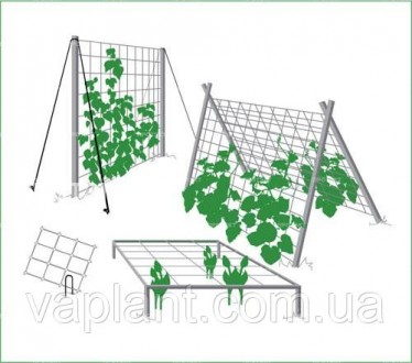 Шпалерная сетка (огуречная) - незаменимый продукт для выращивания плетущихся одн. . фото 4