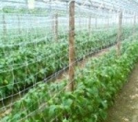 Шпалерная сетка (огуречная) - незаменимый продукт для выращивания плетущихся одн. . фото 5