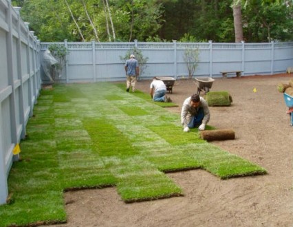 Выполняем работы по устройству газона, используя рулонный газон или делая посевн. . фото 10