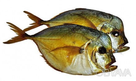 Вомер (рыба-полумесяц, луна-рыба). Обитает в тропической зоне Атлантического оке. . фото 1