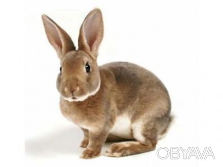 Комбикорм для Кроликов с Сенной Мукой 25 кг