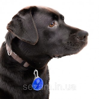 LED подвеска на ошейник от Friend — кулон безопасности для вашего пса
Иметь дома. . фото 6