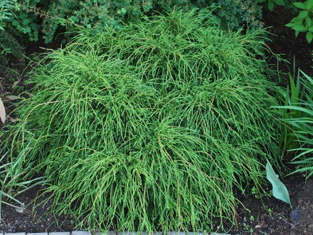 Кипарисовик горохоплідний Філіфера Нана / Chamaecyparis pisifera Filifera Nana С. Ворзель. фото 1 Кипарисовик горохоплідний Філіфера Нана / Chamaecyparis pisifera Filifera Nana С. Ворзель. фото 1