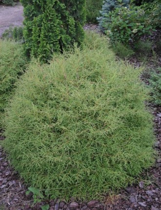 Туя шаровидная (Thuja occidentalis Ball) - вічнозелений хвойний кущ. Рослини, як. . фото 4