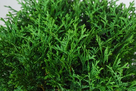 Туя шаровидная (Thuja occidentalis Ball) - вічнозелений хвойний кущ. Рослини, як. . фото 5