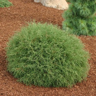 Туя шаровидная (Thuja occidentalis Ball) - вічнозелений хвойний кущ. Рослини, як. . фото 3