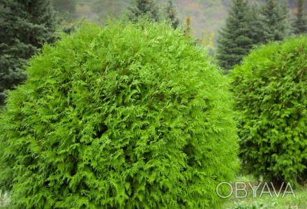 Туя шаровидная (Thuja occidentalis Ball) - вічнозелений хвойний кущ. Рослини, як. . фото 1