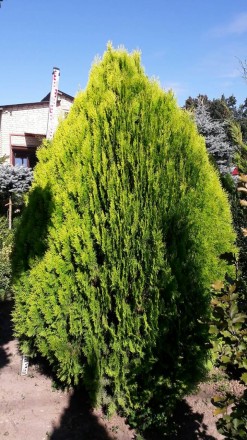 Туя східна Ауреа Нана/ Thuja Platycladus orientalis Aurea Nana - вічнозелене ком. . фото 4