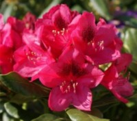 Рододендрон гібридний Нова Зембла (Rhododendron Nova Zembla) - сорт голландської. . фото 2