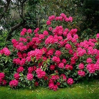 Рододендрон гібридний Нова Зембла (Rhododendron Nova Zembla) - сорт голландської. . фото 3