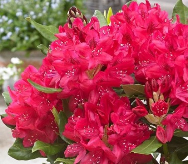 Рододендрон гібридний Нова Зембла (Rhododendron Nova Zembla) - сорт голландської. . фото 4