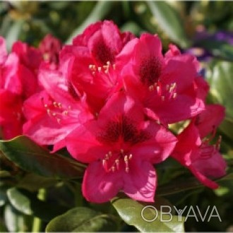 Рододендрон гібридний Нова Зембла (Rhododendron Nova Zembla) - сорт голландської. . фото 1