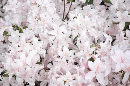 Рододендрон падуболістний (Азалія) Уайт Лайтс / Rhododendron prinophyllum White . . фото 3