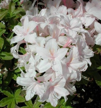 Рододендрон падуболістний (Азалія) Уайт Лайтс / Rhododendron prinophyllum White . . фото 5