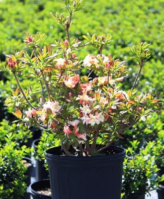 Рододендрон падуболістний (Азалія) Уайт Лайтс / Rhododendron prinophyllum White . . фото 4