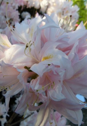 Рододендрон падуболістний (Азалія) Уайт Лайтс / Rhododendron prinophyllum White . . фото 2