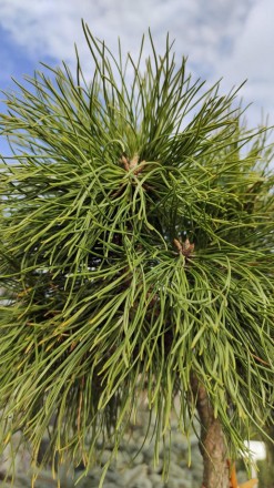 Сосна гірська Варелла (Pinus mugo Varella) - оригінальна карликова декоративна ф. . фото 6