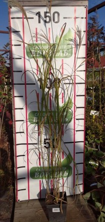 Міскантус китайський Малепартус - це приваблива декоративна трава з тонкими вигн. . фото 3