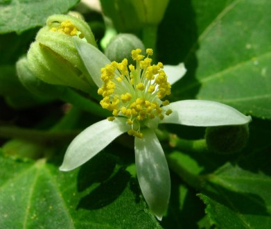 Гревьє дволопатеве Парвифлора (Grewia biloba var. parviflora) - листопадне дерев. . фото 2