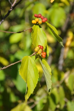 Гревьє дволопатеве Парвифлора (Grewia biloba var. parviflora) - листопадне дерев. . фото 5