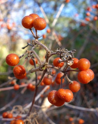 Гревьє дволопатеве Парвифлора (Grewia biloba var. parviflora) - листопадне дерев. . фото 4