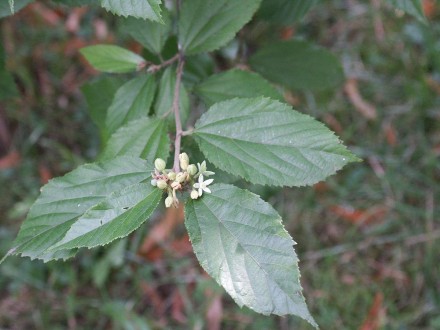 Гревьє дволопатеве Парвифлора (Grewia biloba var. parviflora) - листопадне дерев. . фото 3