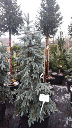 Ялина колюча "Хупсі" / Picea pungens 'Hoopsii' С100 / Н180-200. Ворзель. фото 1 Ялина колюча "Хупсі" / Picea pungens 'Hoopsii' С100 / Н180-200. Ворзель. фото 1