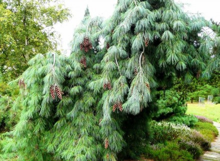 Сосна Веймутова Пендула / Pinus strobus Pendula - вічнозелене дерево з плакучою . . фото 4