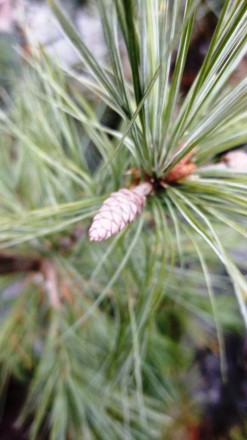Сосна Веймутова Пендула / Pinus strobus Pendula - вічнозелене дерево з плакучою . . фото 3