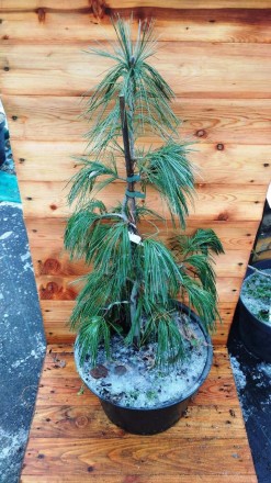 Сосна Веймутова Пендула / Pinus strobus Pendula - вічнозелене дерево з плакучою . . фото 2