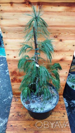 Сосна Веймутова Пендула / Pinus strobus Pendula - вічнозелене дерево з плакучою . . фото 1