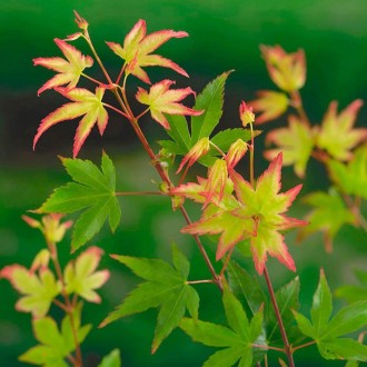 Клен пальмолистовий Little Princess / Клен пальмолистный Little Princess / Acer . . фото 3