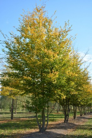 Граб звичайний / Граб обыкновенный / Carpinus betulus - дерево роду граб, родини. . фото 4