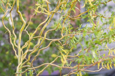 Верба вавилонська Тортуоза (Salix babylonica Tortuosa) -листяне дерево, яке деко. . фото 2