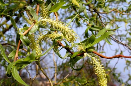 Верба вавилонська Тортуоза (Salix babylonica Tortuosa) -листяне дерево, яке деко. . фото 3