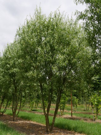 Верба вавилонська Тортуоза (Salix babylonica Tortuosa) -листяне дерево, яке деко. . фото 5