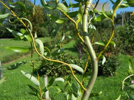 Верба вавилонська Тортуоза (Salix babylonica Tortuosa) -листяне дерево, яке деко. . фото 4