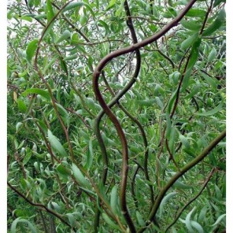 Верба золотиста Salix sepulcralis `Erythroflexuosa`
Дерево. Висота і діаметр кро. . фото 3