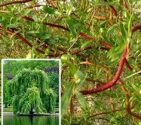 Верба золотиста Salix sepulcralis `Erythroflexuosa`
Дерево. Висота і діаметр кро. . фото 5