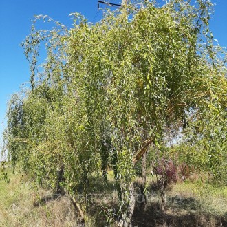 Верба золотиста Salix sepulcralis `Erythroflexuosa`
Дерево. Висота і діаметр кро. . фото 6