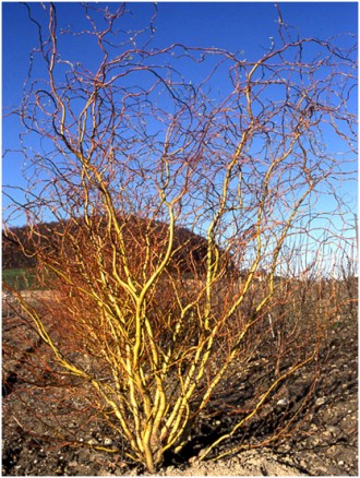 Верба золотиста Salix sepulcralis `Erythroflexuosa`
Дерево. Висота і діаметр кро. . фото 2