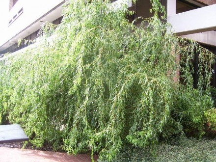 Верба золотиста Salix sepulcralis `Erythroflexuosa`
Дерево. Висота і діаметр кро. . фото 4