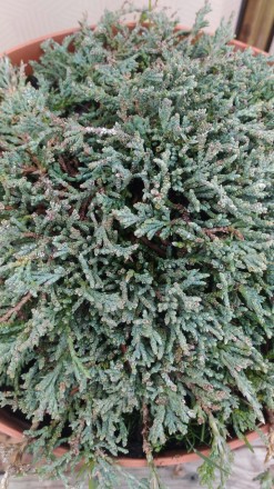 Ялівець горизонтальний Ice Blue / Juniperus horizontalis Ice Blue - карликовий х. . фото 4