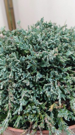 Ялівець горизонтальний Ice Blue / Juniperus horizontalis Ice Blue - карликовий х. . фото 3