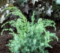 Ялівець китайський Blue Alps / Juniperus chinensis Blue Alps - сильно зростаючий. . фото 2