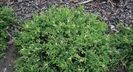 Ялівець звичайний Спотти Спредер / Juniperus communis Spotty Spreader С3 20-30 -. . фото 5