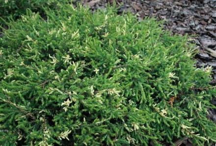 Ялівець звичайний Спотти Спредер / Juniperus communis Spotty Spreader С3 20-30 -. . фото 4