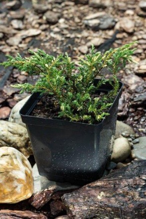 Яливець звичайний Спотти Спредер / Juniperus communis Spotty Spreader С7.5 /Н 30-40. Ворзель. фото 1 Яливець звичайний Спотти Спредер / Juniperus communis Spotty Spreader С7.5 /Н 30-40. Ворзель. фото 1