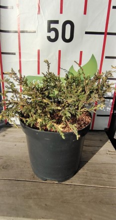 Ялівець звичайний Спотти Спредер / Juniperus communis Spotty Spreader С3 20-30 -. . фото 3