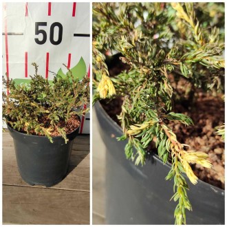 Ялівець звичайний Спотти Спредер / Juniperus communis Spotty Spreader С3 20-30 -. . фото 7